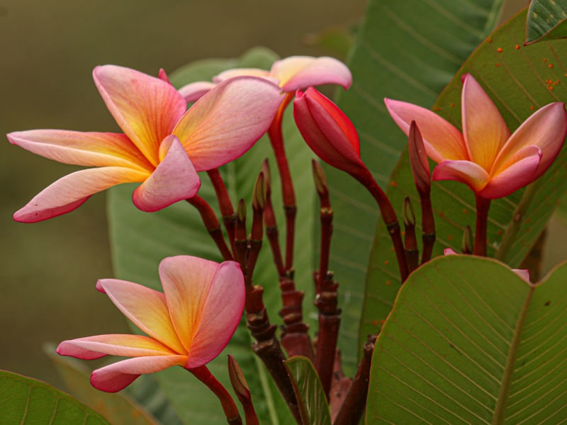FLOR LARANJA 10