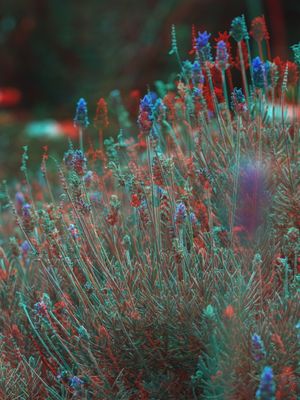 3D LAVENDER FIELDS FOREVER