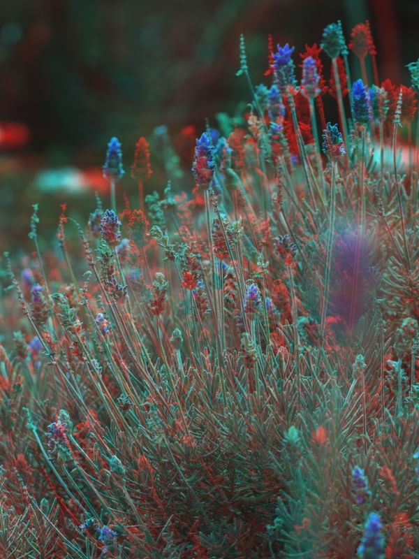 3D LAVENDER FIELDS FOREVER