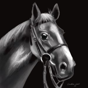 CAVALO CINZA E PRETO