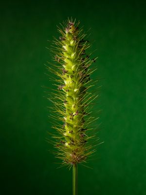 FLOR DE GRAMA