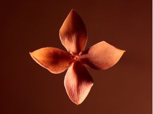 IXORA