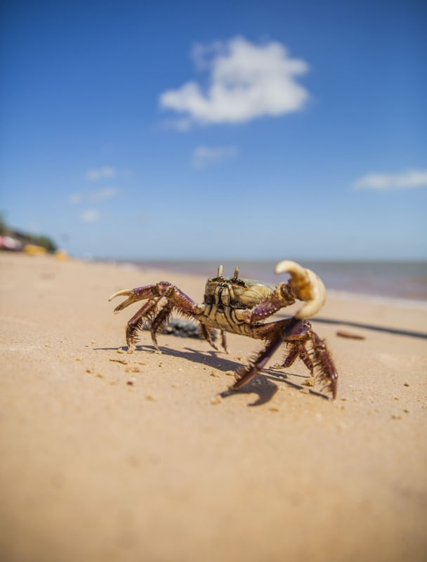 SIRI NA PRAIA II