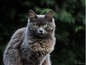 GATO COM OLHAR CURIOSO