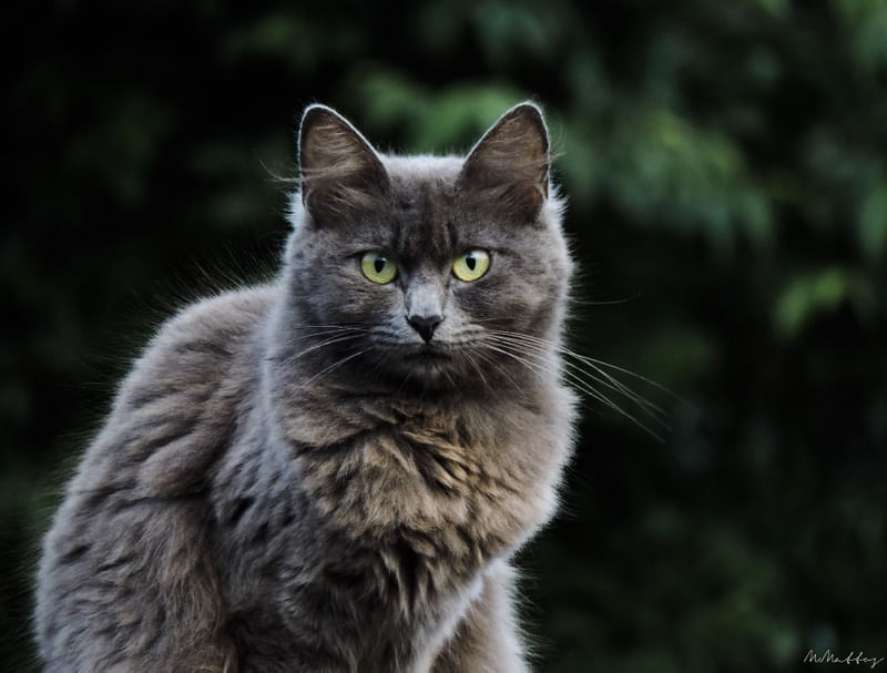 GATO COM OLHAR CURIOSO