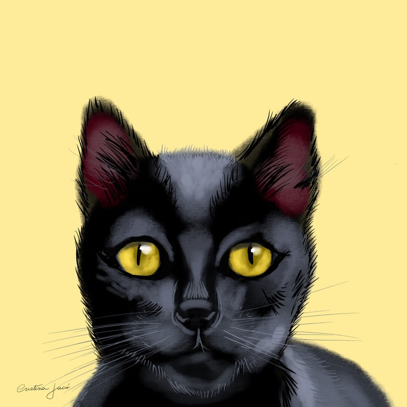 GATO PRETO NO AMARELO