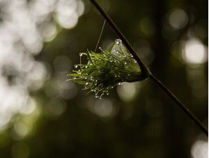 GOTAS DE CHUVA EM BROMELIA