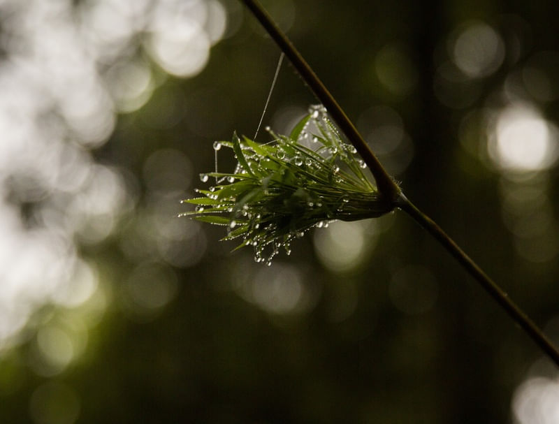 GOTAS DE CHUVA EM BROMELIA