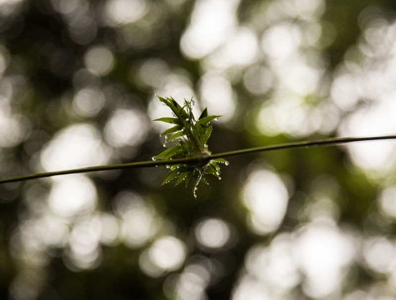 GOTAS DE CHUVA EM BROMELIA II