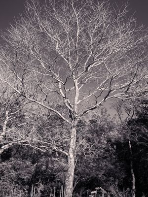 NATUREZA SELVAGEM II