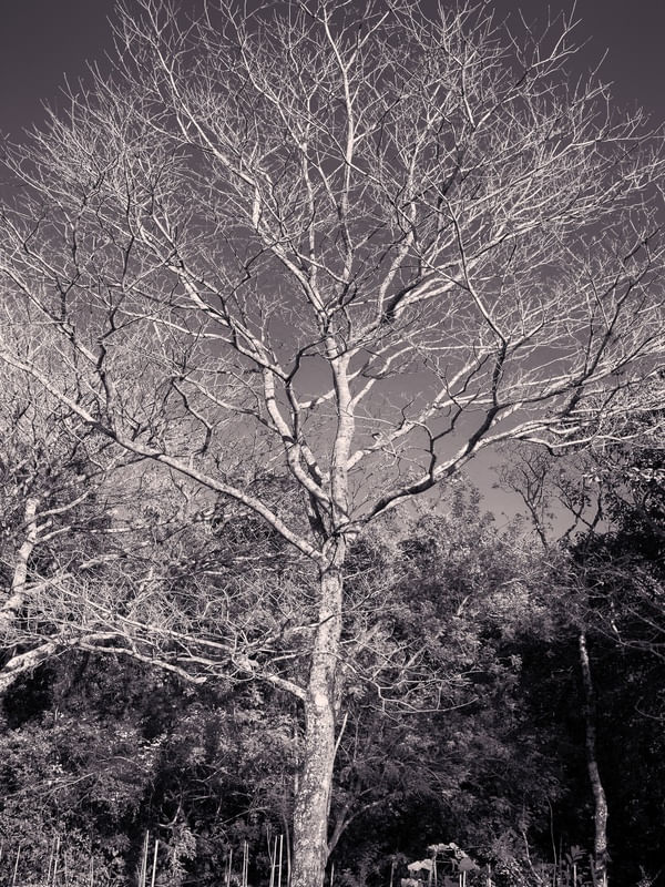 NATUREZA SELVAGEM II