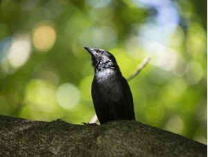 PÁSSARO PRETO