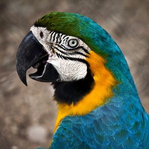 ARARA AZUL 2