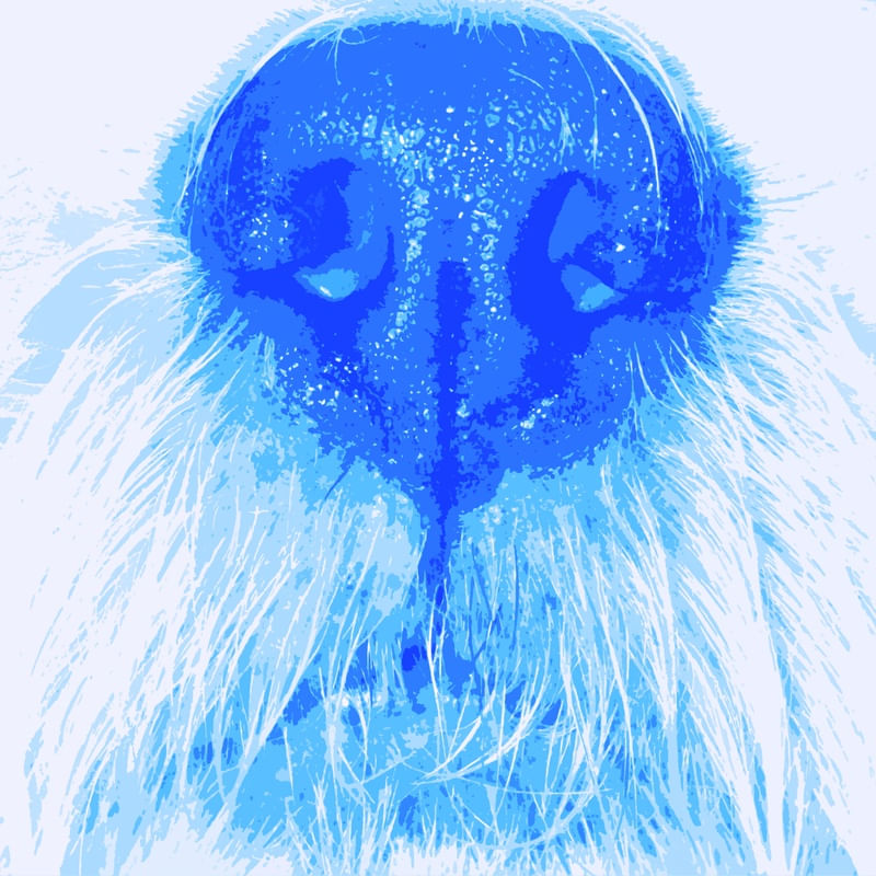 I'M BLUE