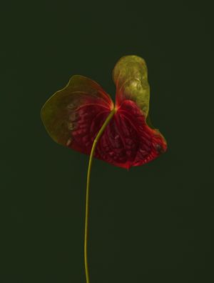 ANTURIO DE WOLPERT