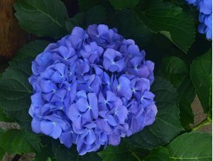 HORTÊNSIA AZUL