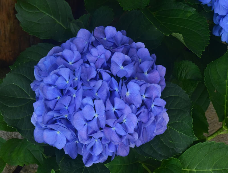 HORTÊNSIA AZUL