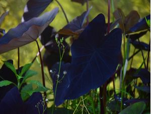 AZUL NO JARDIM