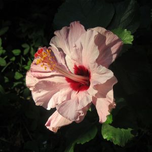 HIBISCO ROSA