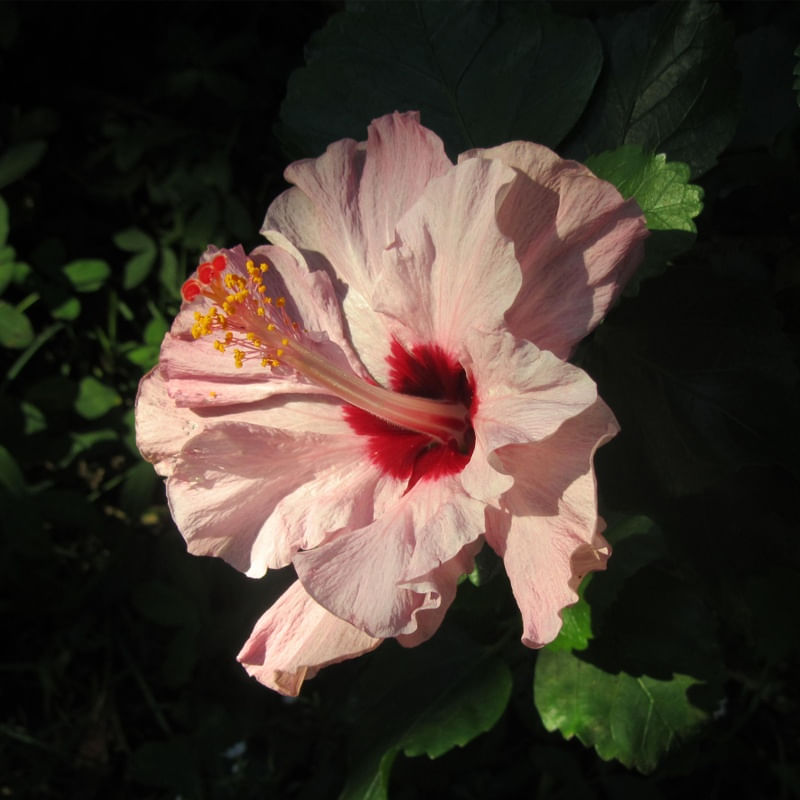 HIBISCO ROSA