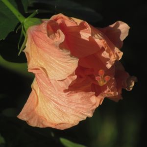 NATUREZA LARANJA