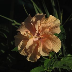 REGISTRO DE UMA FLOR LARANJA