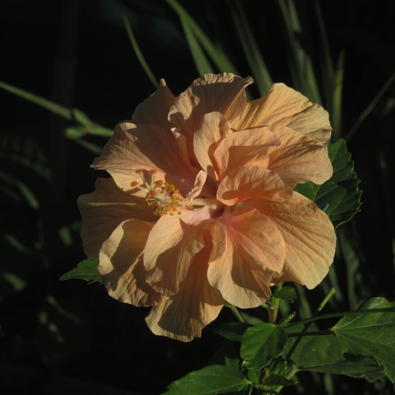 REGISTRO DE UMA FLOR LARANJA
