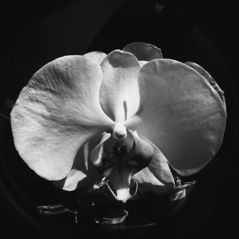 ORQUÍDEA PRETO E BRANCO