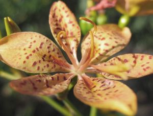 NATUREZA EXOTICA