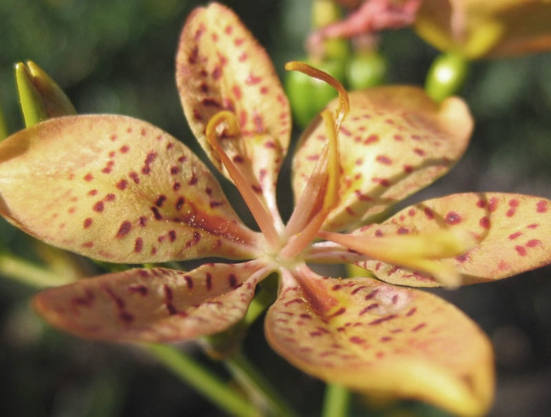 NATUREZA EXOTICA