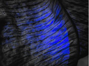 WILD BLUE 1