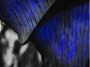WILD BLUE 2
