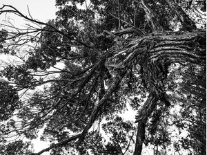 NATUREZA ESSENCIAL