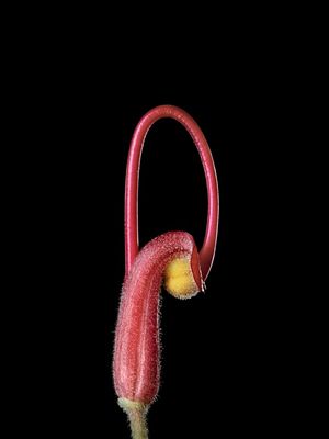 GREVILLEA BANKSII