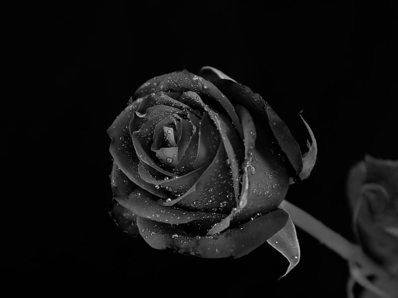 ROSA EM PRETO E BRANCO