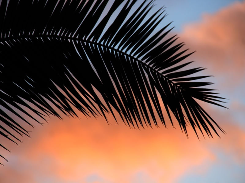 A PALMEIRA DO ENTARDECER