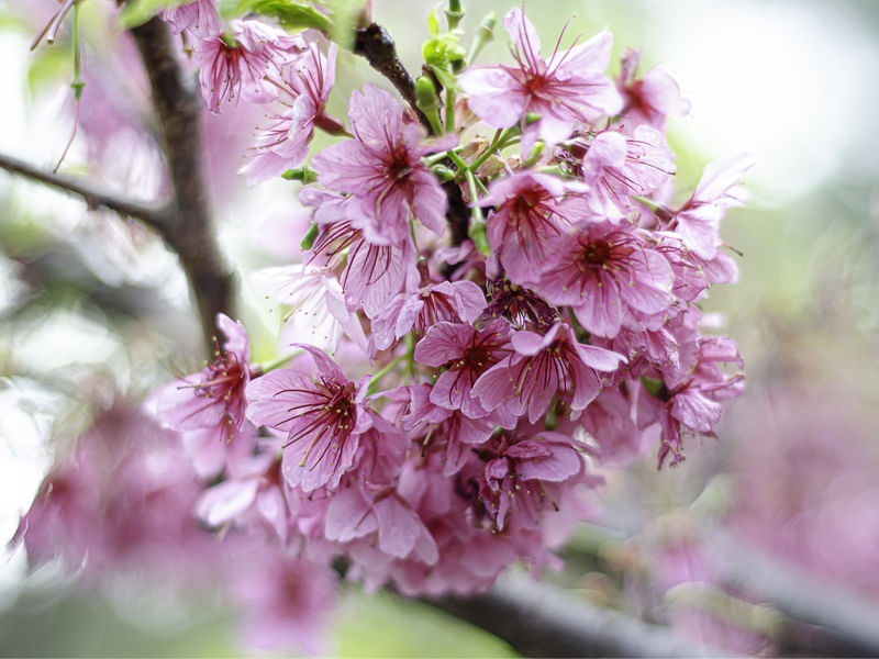 SAKURA JARDIM