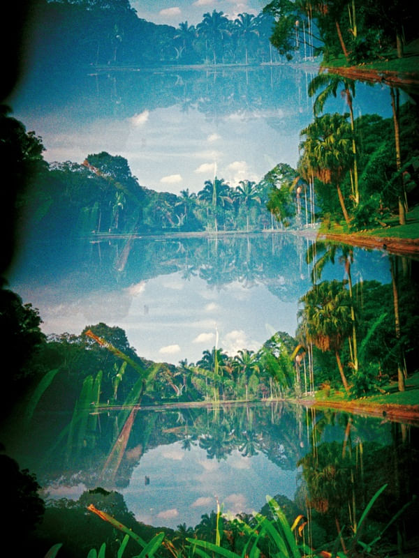 SÉRIE BOTÂNICA 03