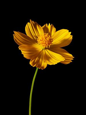 COSMOS SULPHUREUS