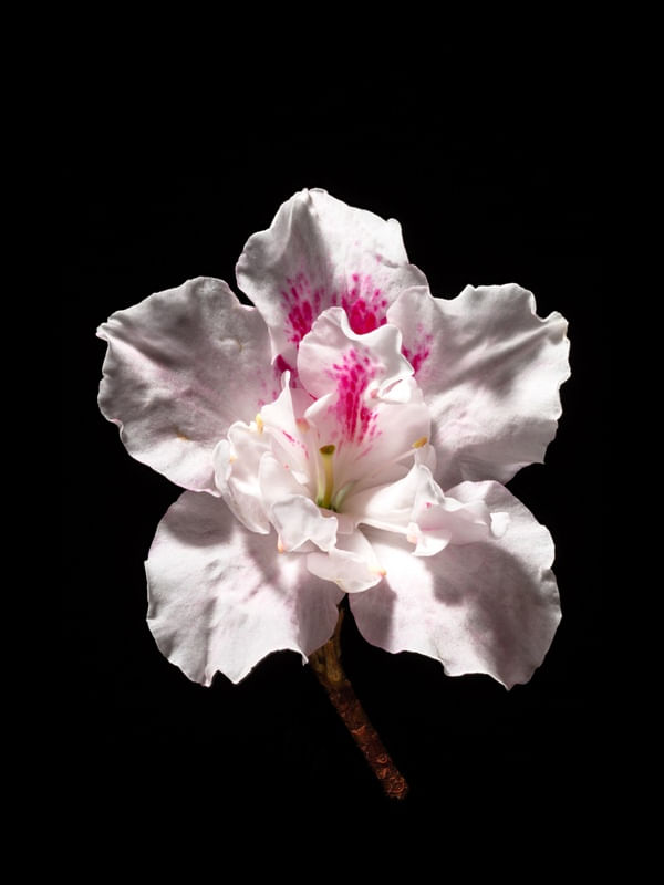 AZALEA