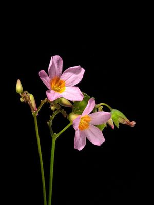 FLORZINHA