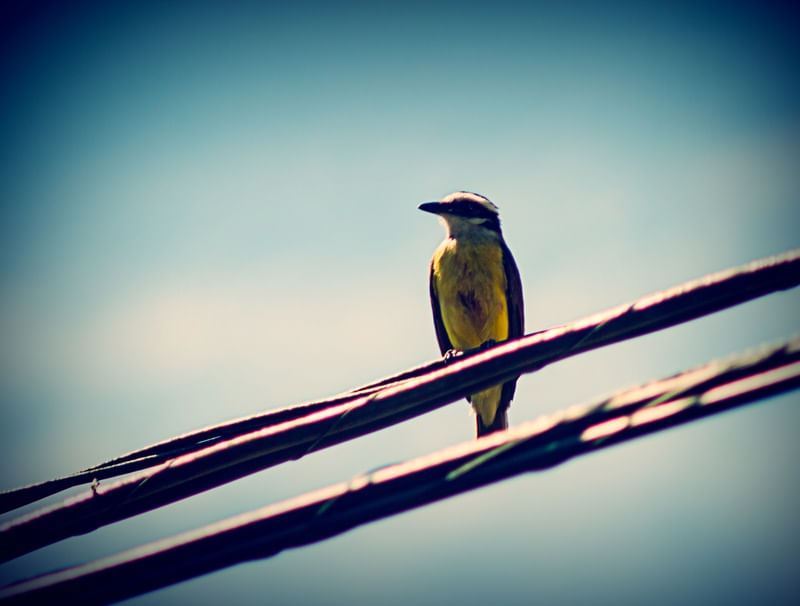 BIRD LOOKING