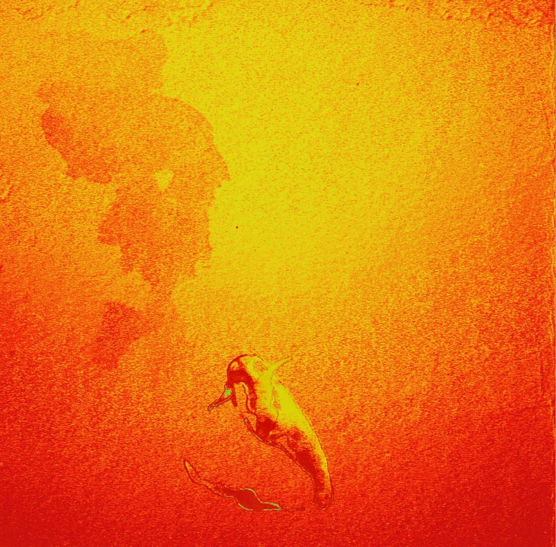 O PEIXE LARANJA