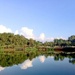 BURLE MARX REFLEX