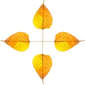 4 LADOS