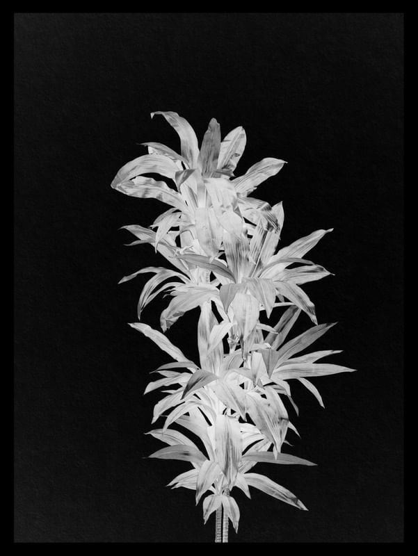 BLACK PLANT
