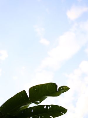 FOLHAS NO CÉU, BARRA DO SAHY