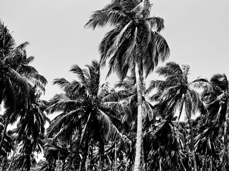 COQUEIROS, MACEIÓ