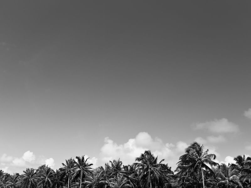 OS COQUEIROS, MACEIÓ