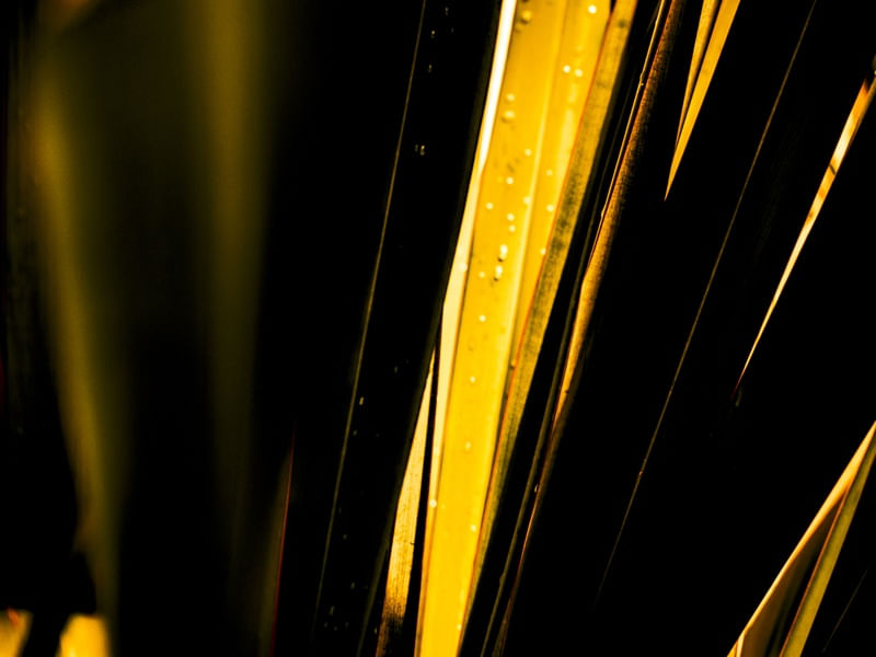 FOLHAS DE OURO - 05